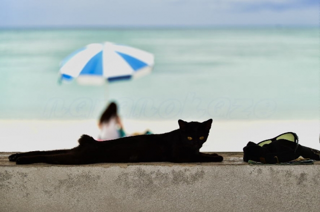 �L��������N���������āH