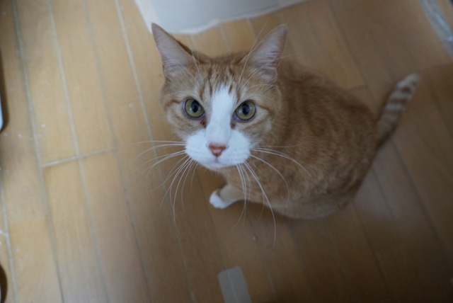 �J�i�K���L���b�g�t�[�h�̌��ޗ��Ɛ����ɂ���