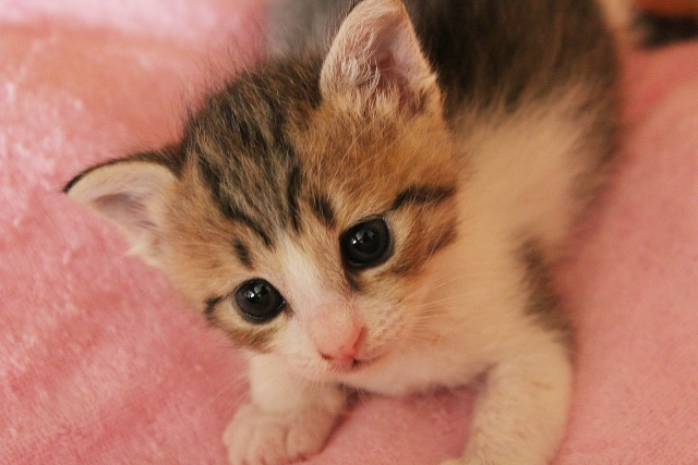 �V�L�A�c�L�ǂ�����Ή��̃h���C�t�[�h