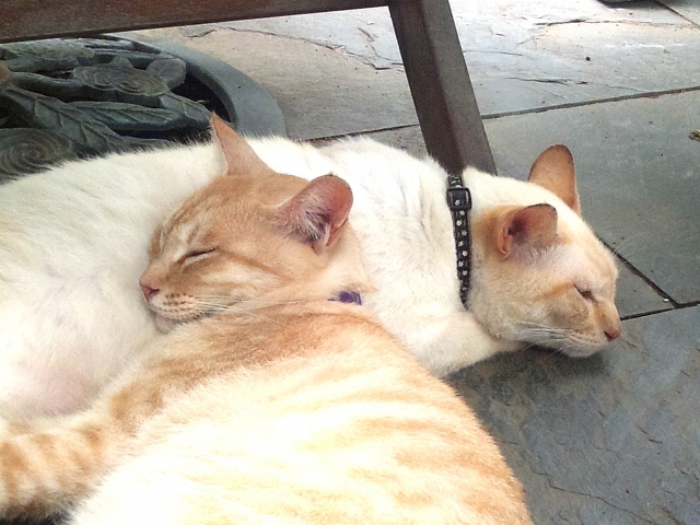 �J�i�K���L���b�g�t�[�h���悭�H�ׂ�킯